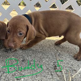 Black - Golden rust male Vizsla puppy in Sioux County, Iowa from Pheasant Poppers Vizslas