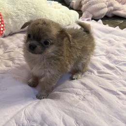 Smiley 5,300 - Blue fawn male Chihuahua puppy in Summerfield, Florida from Uey’s Chihuahuas
