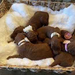 Goldendoodle Puppies from Tx Red Doodles