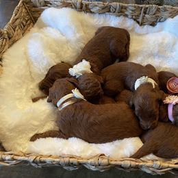 Goldendoodle Puppies from Tx Red Doodles