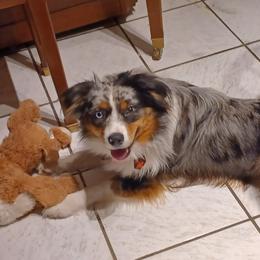 Australian Shepherds from Silver Springs Mini Aussies