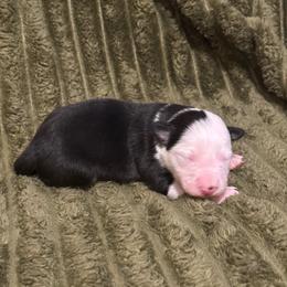 Sua - Black and white female Border Collie puppy in Mckinney, Texas from Border Collies of Ruidoso