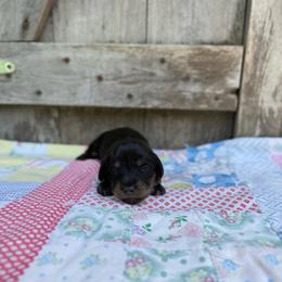 Tank - Black and cream male Dachshund puppy in Squires, Missouri from Hudson’s Hounds