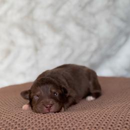 Fork - Red tri-color female Australian Shepherd puppy in Argyle, Iowa from Country Time Kennels