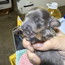 Bluebird - Blue and tan female Dachshund puppy in Mayport, Pennsylvania from PA's Darling Doxies