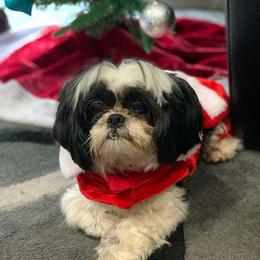 Rocco - Shih Tzu