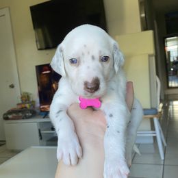 Dalmatian Puppies from Soflo Dalmatians