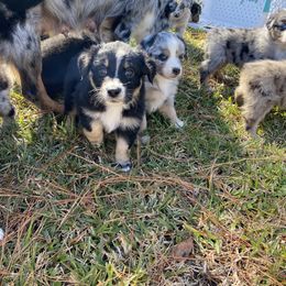 Australian Shepherd Puppies from BarberHof’s  Australian Shepherds