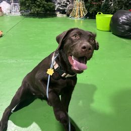 Labrador Retriever Puppies from Rose Gold Retrievers