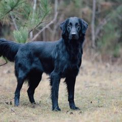 Flat-Coated Retrievers from Stonewall Retrievers