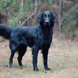 Flat-Coated Retrievers from Stonewall Retrievers