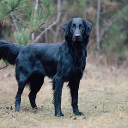 Flat-Coated Retrievers from Stonewall Retrievers