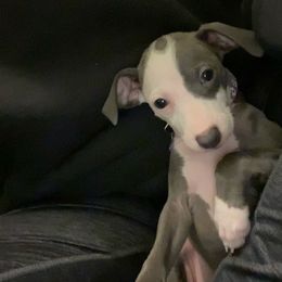 Girl 1-Purple - Italian Greyhound puppy from Khani's Basenjis and Italian Greyhounds