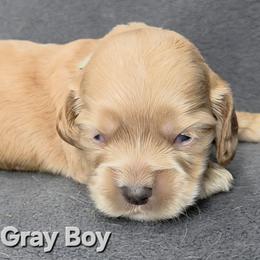 Gray - Buff male Cocker Spaniel puppy in Lebanon, Missouri from Spring Hollow Cocker Spaniels