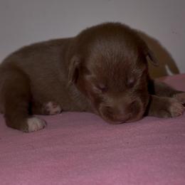 Thumper - Red & white male Australian Shepherd puppy in Windsor, New York from Double B Aussies