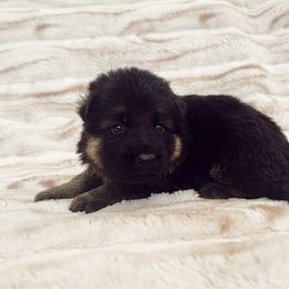 Blue boy - Black and red male German Shepherd puppy in Buxton, Oregon from Buxton Oregon Shepherds