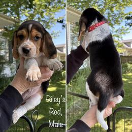 PENDING Rileys Red - Black tan and bluetick male Beagle puppy in Brownsville, Oregon from Beagles on the Run