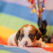 Foxtrot - Sporty Mix puppy in Burnsville, Minnesota from Puzzle Dogs