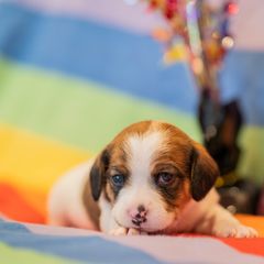 Foxtrot - Sporty Mix puppy in Burnsville, Minnesota from Puzzle Dogs