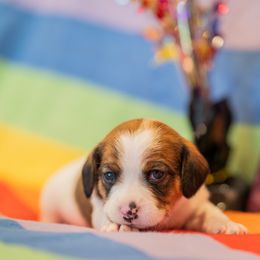 Foxtrot - Sporty Mix puppy in Burnsville, Minnesota from Puzzle Dogs