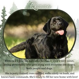 Labrador Retriever puppies from Twisted Ranch Retrievers