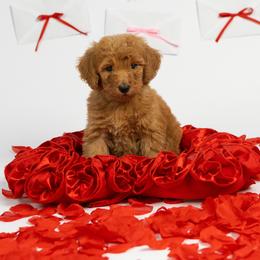 Banana - Red  male Poodle puppy in Los Angeles, California from Exquisite Doodles