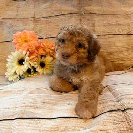 Chai - Sable female Aussiedoodle puppy in Ellenburg Center, New York from Kristin's Puppies