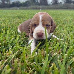 Girl 1 - Red and white female Beagle puppy in Dime Box, Texas from Kuehlers Kavaliers