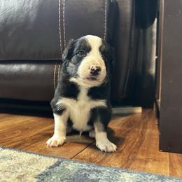 Turnip - Black and white male Border Collie puppy in Franklin, Maine from Broad Meadow Borders