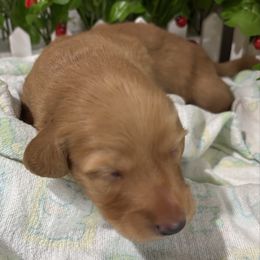 Boy 2 - Red male Dachshund puppy in Belfair, Washington from Devoted Doxies, Lorraine’s Yorkies