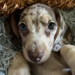 Dachshunds from Little Doxies