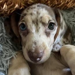 Dachshunds from Little Doxies