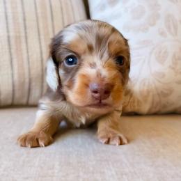 Nero - Dapple male Dachshund puppy in Cape Coral, Florida from Dear Dachshunds