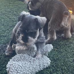 Brandie - Salt and pepper female Miniature Schnauzer puppy in San Bernardino, California from Rose Lane Schnauzers