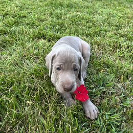 Weimaraner Puppies from Sterling Hill Weimaraners