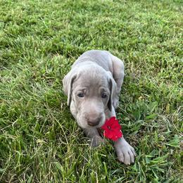 Weimaraner Puppies from Sterling Hill Weimaraners