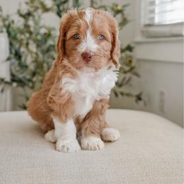 Clover - Red  male Goldendoodle puppy in Salem, Virginia from Aloha Doodles & Poodles