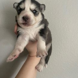 Siberian Husky Puppies from OAZS Pups