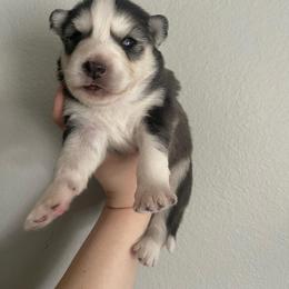 Siberian Husky Puppies from OAZS Pups