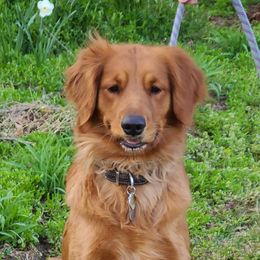 Shadow - Golden Retriever