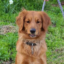 Shadow - Golden Retriever