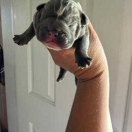 Boy 1 - Blue tri-color male Bulldog puppy in Hobe Sound, Florida from Amanda’s Bullies