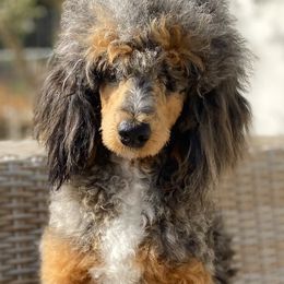 Gunner - Poodle