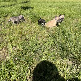 French Bulldog Puppies from Boone County Bulldogs