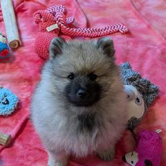 Keeshond puppies from Merrythought Keeshonden