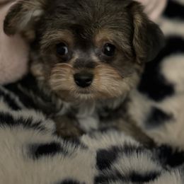 Harvest reserved  going to Texas - Black and tan male Yorkipoo puppy in Fredericktown, Missouri from Doodle Pups Fur-Ever