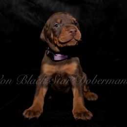 "C litter " Doberman Pinscher Puppies from Black Star Dobermans