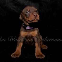 "C litter " Doberman Pinscher Puppies from Black Star Dobermans