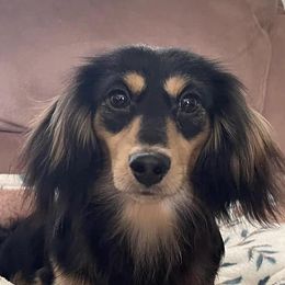 Dachshunds from Doxies Kingdom