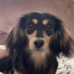 Dachshunds from Doxies Kingdom
